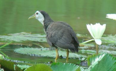 Amaurornis phoenicurus chinensis (Boddaert, 1783) 白腹秧雞