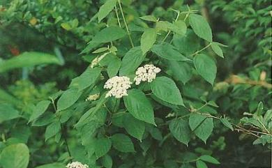 Viburnum luzonicum Rolfe 呂宋莢蒾