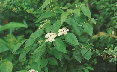 Viburnum luzonicum 呂宋莢蒾