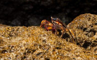 Grapsus tenuicrustatus (Herbst, 1783) 細紋方蟹