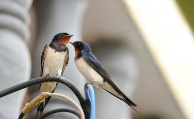 Hirundo rustica mandschurica Meise, 1934 家燕(紅腹亞種)