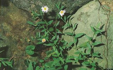 Aster indicus 雞兒腸