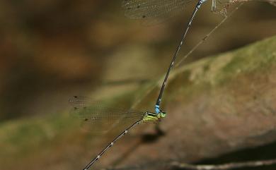 Coeliccia cyanomelas Ris, 1912 青黑琵蟌