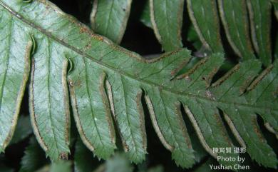 Pteris semipinnata L. 半邊羽裂鳳尾蕨