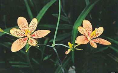 Iris domestica (L.) Goldblatt & Mabb. 射干