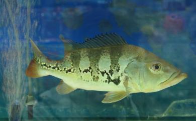 Cichla ocellaris Bloch & Schneider, 1801 眼點麗魚