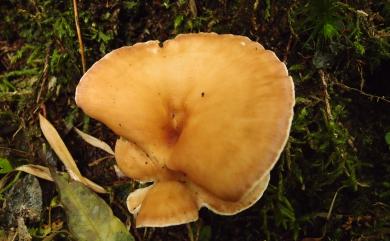 Clitocybe gibba