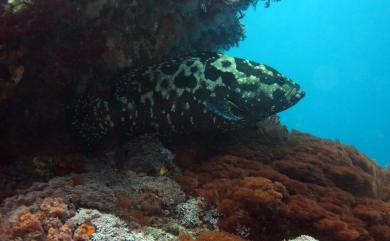 Epinephelus polyphekadion (Bleeker, 1849) 清水石斑魚