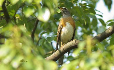 Turdus obscurus Gmelin, 1789 白眉鶇