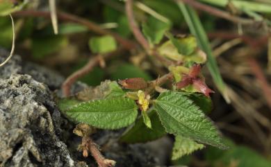 Corchorus aestuans var. brevicaulis 短莖繩黃麻