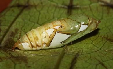 Tagiades tethys moori (Mabille, 1876) 玉帶弄蝶