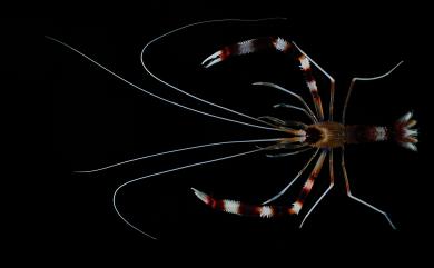 Stenopus hispidus (Olivier, 1811) 多刺蝟蝦
