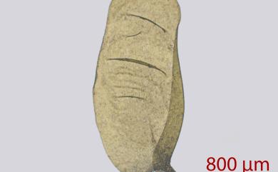 Neckeropsis calcicola Nog., 1956 石灰擬平苔