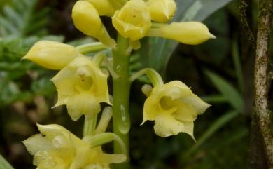 Calanthe clavata Lindl. 棒距根節蘭