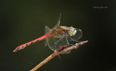 Sympetrum cordulegaster (Selys, 1883) 長尾蜻蜓