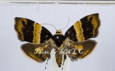 Choreutis basalis (Felder & Rogenhofer, 1875) 基紋桑舞蛾