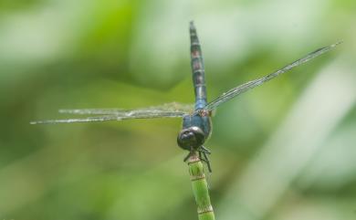 Trithemis festiva (Rambur, 1842) 樂仙蜻蜓