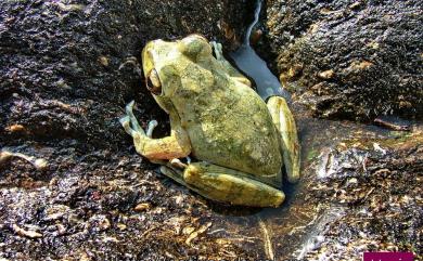 Buergeria robusta (Boulenger, 1909) 褐樹蛙