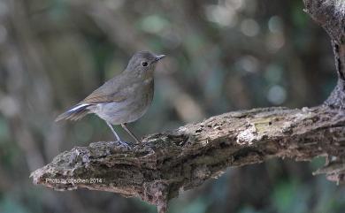 Myiomela leucura montium Swinhoe, 1864 白尾鴝