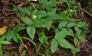 Arisaema matsudae 線花天南星