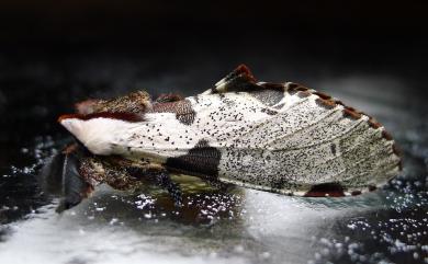 Harpyia formosicola (Matsumura, 1929) 鹿枝背舟蛾