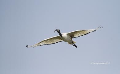 Threskiornis aethiopicus aethiopicus (Latham, 1790) 埃及聖䴉