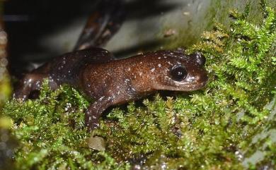 Hynobius arisanensis Maki, 1922 阿里山山椒魚