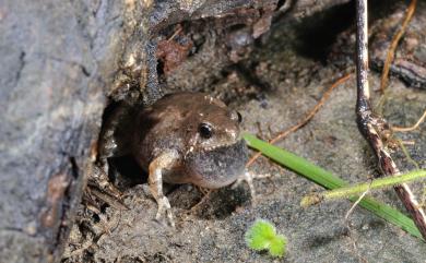 Microhyla butleri Boulenger, 1900 巴氏小雨蛙