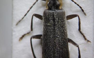 Lycocerus nigripennis (Pic, 1938) 小青黑異菊虎