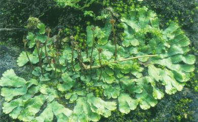 Reboulia hemisphaerica (L.) Raddi 石地錢