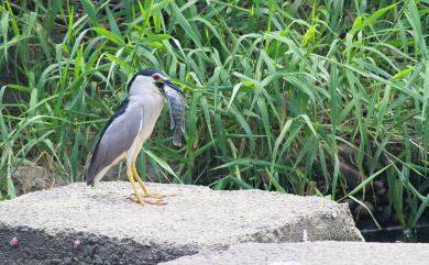 Nycticorax nycticorax nycticorax (Linnaeus, 1758) 夜鷺