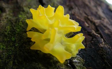 Tremella flava 黃銀耳