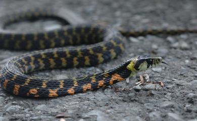 Rhabdophis tigrinus formosanus (Maki,1931) 虎斑頸槽蛇臺灣亞種