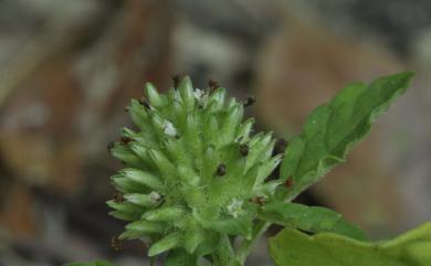 Elsholtzia strobilifera 球花香薷