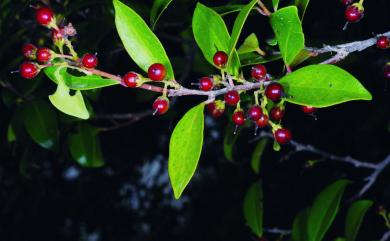 Scolopia chinensis (Lour.) Clos 莿柊