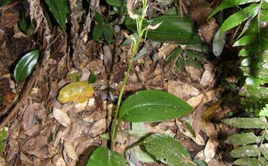 Cryptostylis arachnites (Blume) Hassk. 滿綠隱柱蘭