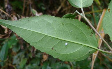 Deutzia pulchra S.Vidal 大葉溲疏