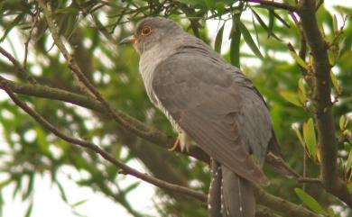 Cuculus optatus Gould, 1845 北方中杜鵑