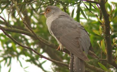 Cuculus optatus Gould, 1845 北方中杜鵑