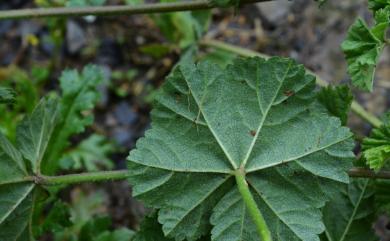 Malva neglecta Wallr. 圓葉錦葵