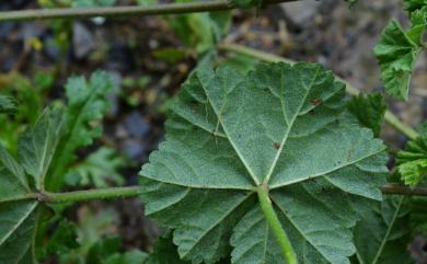 Malva neglecta 圓葉錦葵