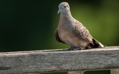 Geopelia striata (Linnaeus, 1766) 斑馬鳩