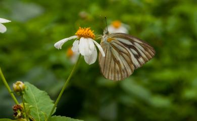 Cepora nerissa cibyra (Fruhstorfer, 1910) 黑脈粉蝶