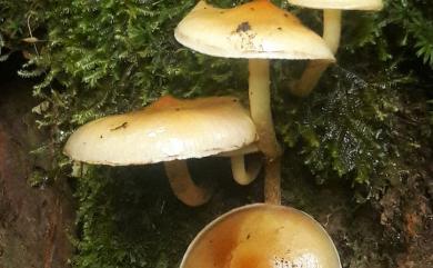 Pholiota spumosa 黃褐環銹傘