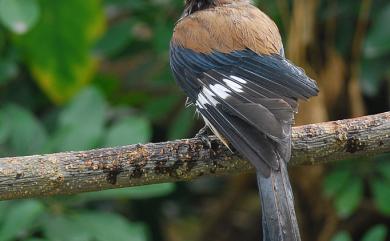 Dendrocitta formosae formosae Swinhoe, 1863 樹鵲(台灣亞種)