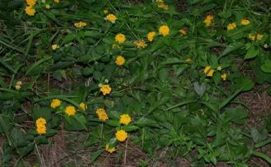 Lantana camara 馬櫻丹