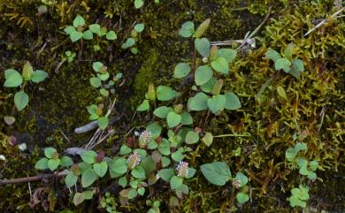 Elsholtzia strobilifera (Benth.) Benth. 球花香薷