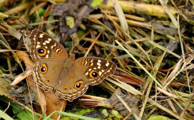 Junonia almana Linnaeus, 1758 眼蛺蝶