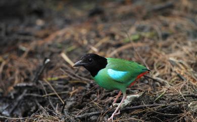 Pitta sordida sordida (Müller, 1776) 綠胸八色鳥