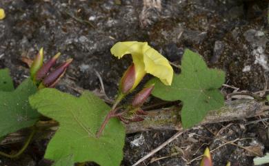 Camonea vitifolia (Burm.f.) A.R.Simões & Staples 掌葉耳節藤